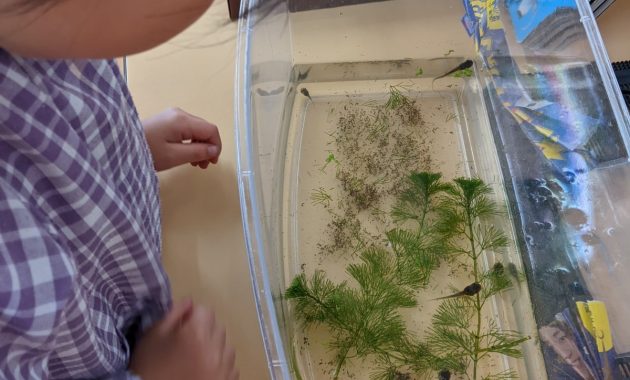 第一園 おたまじゃくし飼育 6月17日
