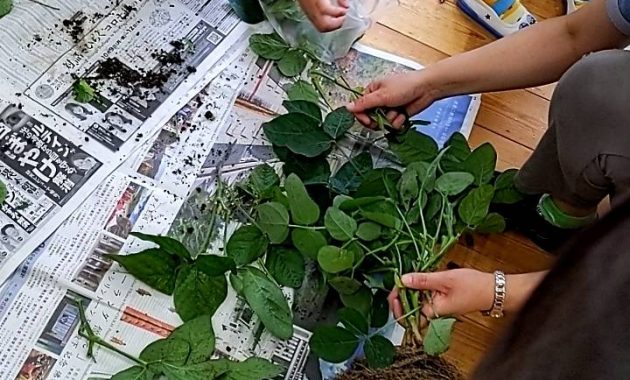 第一園 えだまめ収穫 7月1日
