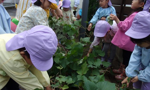 第一園 さつまいも掘り 10月9日