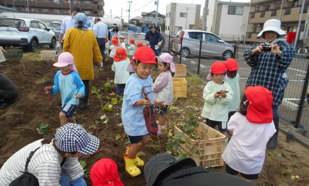 第二園 さつま芋掘り 10月11日