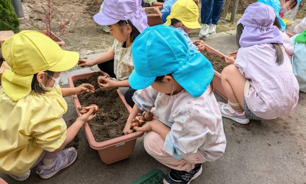 第一園 チューリップ球根植え 11月15日