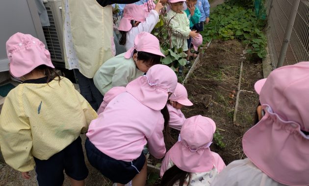 第二園　幼児部　さつまいも掘りとお絵描き　乳児部　見学　10月20日